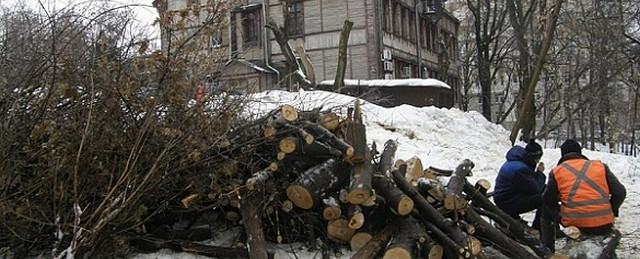 В Нижнем Новгороде вырубают столетние липы под строительство дома