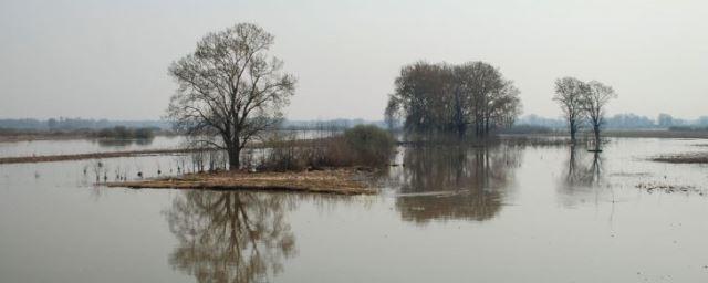 В районе Барнаула зафиксировали критический уровень воды в Оби