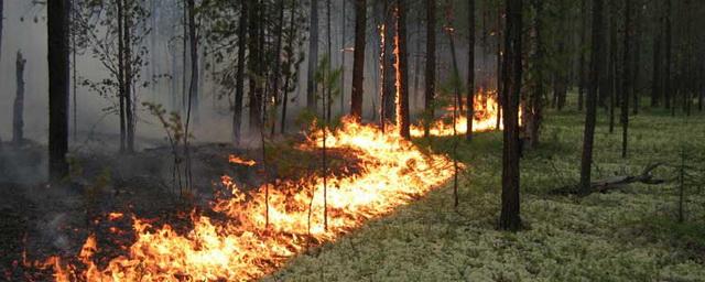 Пожар в Ростовской области уничтожил 5 тысяч гектаров леса