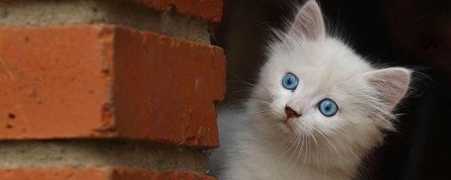 В Новосибирске спасатели освободили кота, застрявшего в стене