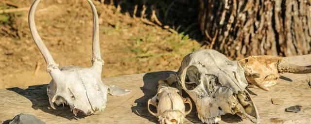В Египте нашли останки неизвестных ранее хищников