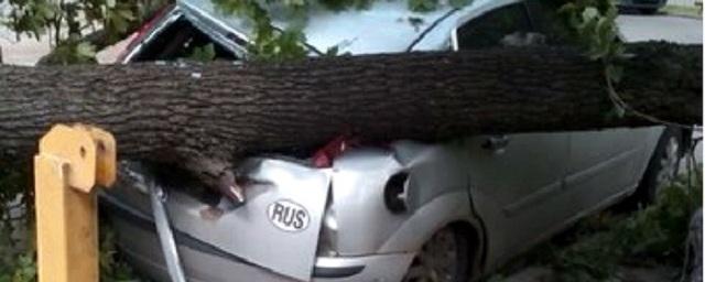 В Петербурге сразу несколько деревьев упали на проезжую часть