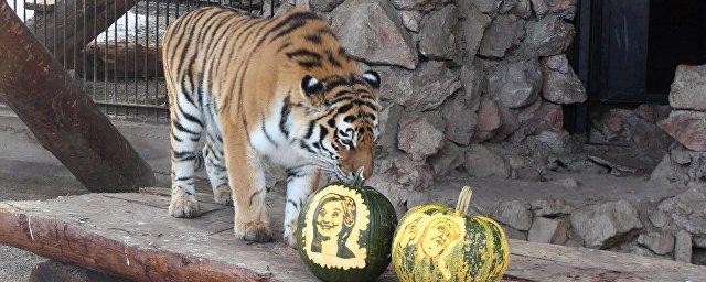 Питомцы красноярского зоопарка «предсказали» результаты выборов в США
