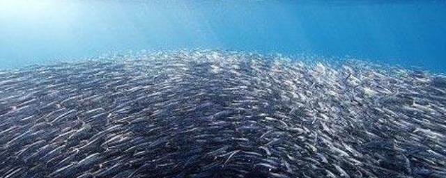 Ученые рассказали, почему рыбы едят пластик
