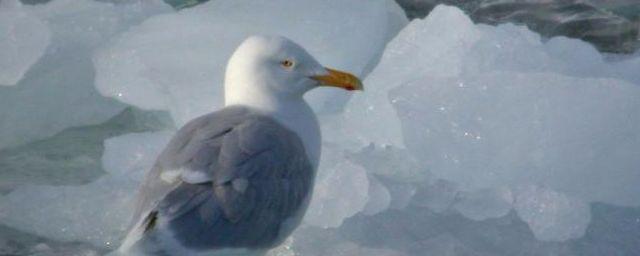 Петербургские спасатели спасли чайку, вмерзшую в канал Грибоедова