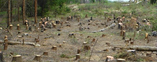 Экологи США бьют тревогу из-за вырубки лесов