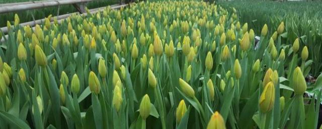 В Ульяновске к 8 Марта вырастят 400 тысяч тюльпанов