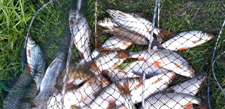 В Тюменской области ограничили ловлю рыбы