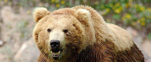 В Пекине в сафари-парке медведь атаковал туриста