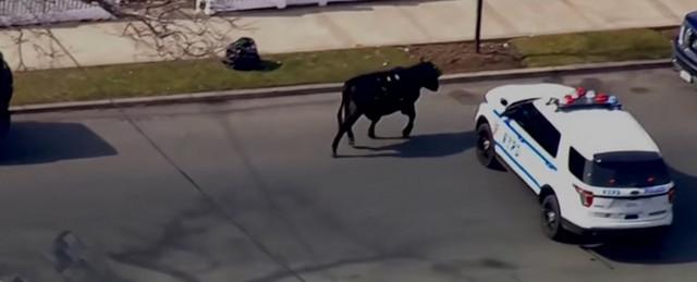В Нью-Йорке полиция устроила погоню за сбежавшим со скотобойни быком