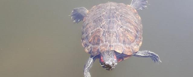 В Воронеже в Лебедином озере заметили красноухую черепаху