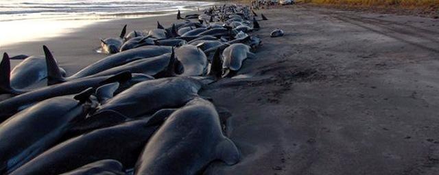 В Новой Зеландии еще почти 200 дельфинов выбросились на побережье