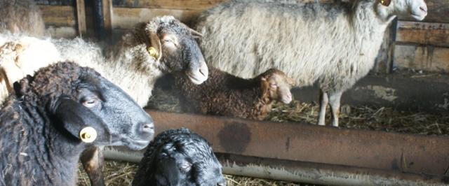 В Кемеровской области открыли новую овцеводческую ферму