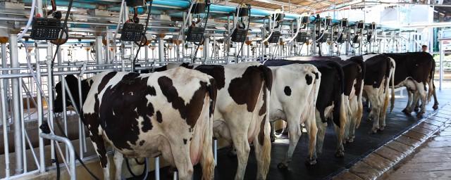 В Брянской области на молочной ферме выявили серьезные нарушения