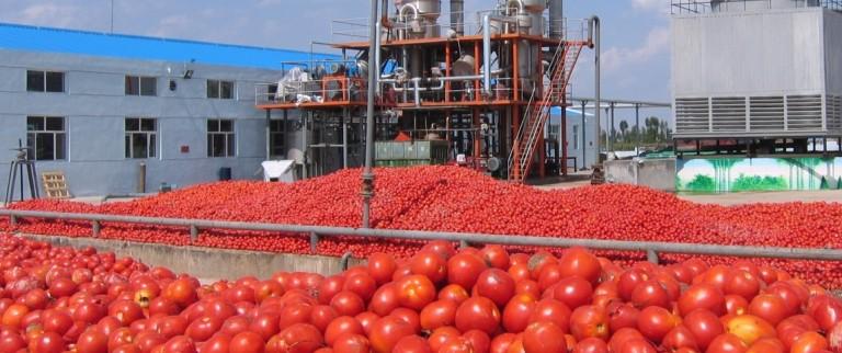 Под Астраханью запустят вторую очередь завода томатной пасты