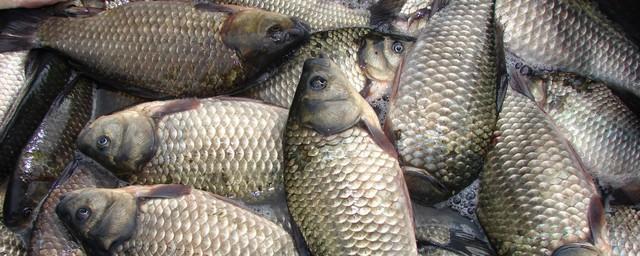 В Самаре утилизировали 100 килограммов сомнительной рыбы