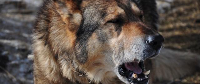 На Урале владельцам загрызших ребенка собак грозит до двух лет тюрьмы