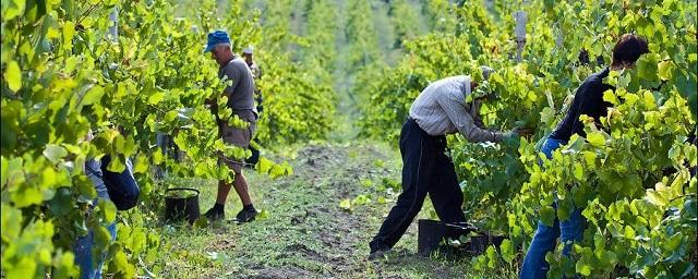 Дагестанские виноделы получат субсидии в сумме 100 млн рублей