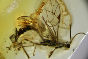 Калининградский ученый обнаружил в янтаре неизвестный вид древней осы