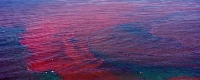 Ученые из РФ раскрыли секрет красных приливов в Балтийском море