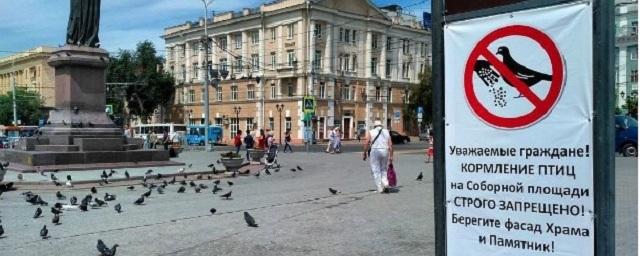 В Ростове запретили кормить голубей у Кафедрального собора