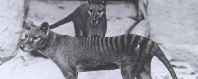 В Австралии заметили животное, считавшееся вымершим 80 лет назад
