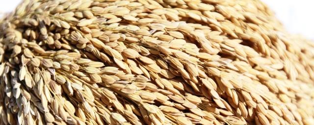 В Краснодарском крае стартовала уборка риса