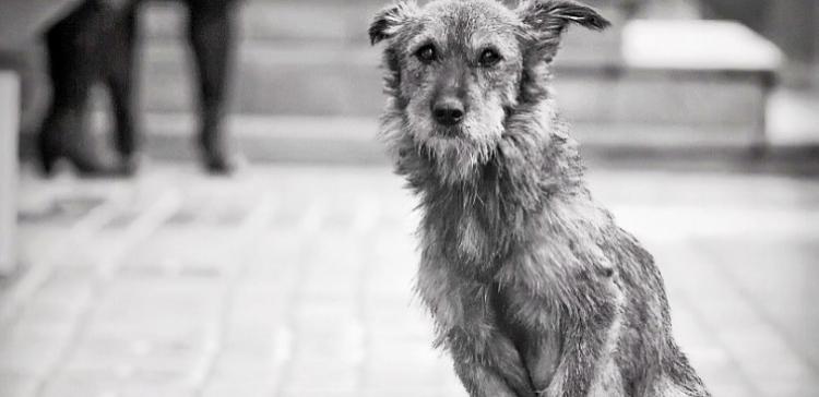 В Сочи состоится первая выставка беспородных собак