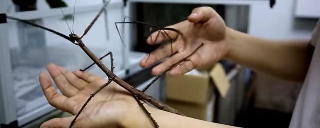 В Китае показали насекомое длиной 64 см