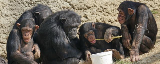 Шимпанзе быстрее людей учатся разбивать орехи