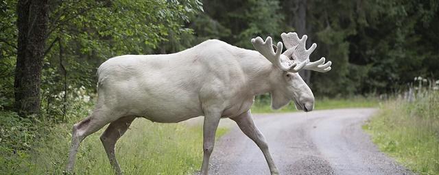 В Швеции ученые намерены определить причину появления белых лосей