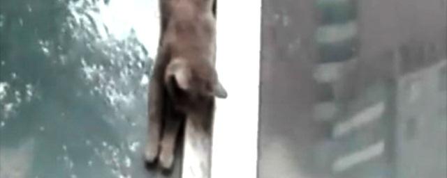 В Тюмени застрявшая в окне дохлая кошка напугала детей