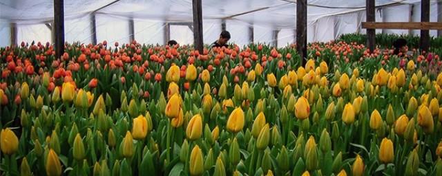В московских теплицах к 8 марта вырастили 2 млн тюльпанов