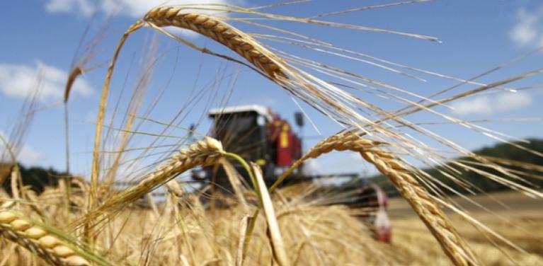 Россия намерена начать поставку пшеницы в Венесуэлу в начале 2017 года