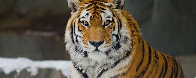 В Хабаровском крае горняк отделался царапиной после нападения тигра