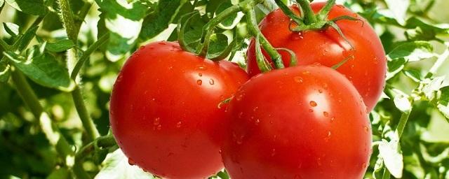 В Ростове уничтожили около 20 т овощей из Турции