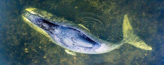 В Хабаровском крае освободился кит, застрявший в устье реки