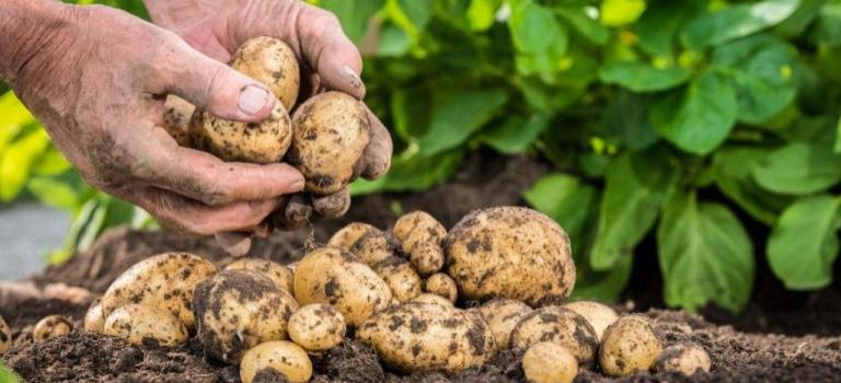 Томичам предложили посадить «социальный картофель»