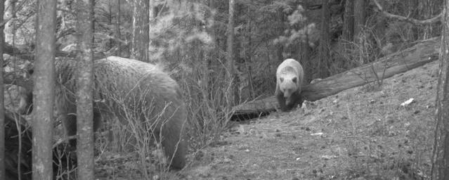 В Красноярске в заповеднике «Столбы» заметили проснувшихся медведей