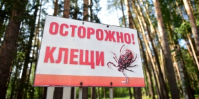 В Свердловскую область поступило около 200 тысяч доз вакцин против клещевого энцефалита