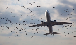 На маршруте из Москвы в Самару в пассажирский самолет врезалась птица