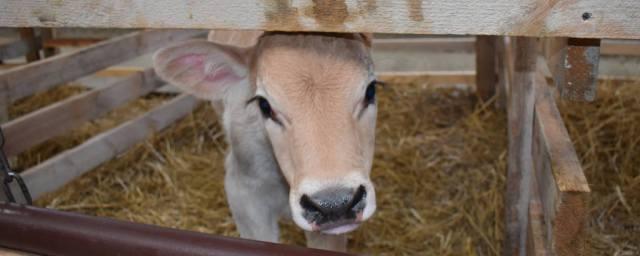 На Ставрополье появилась молочно-товарная ферма на 120 коров