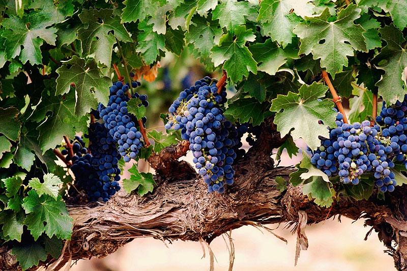 Губернатор Севастополя принял участие в закладке виноградной лозы