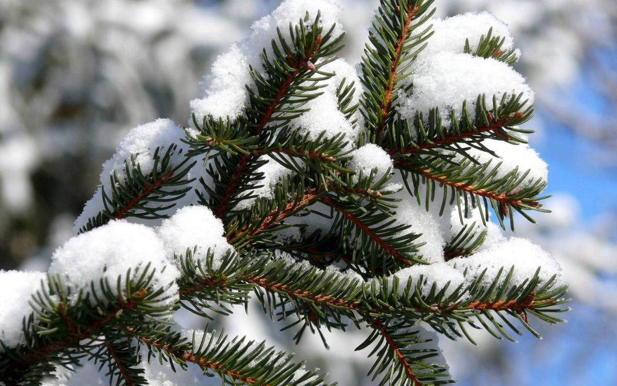 В Брянске начались поиски главной новогодней елки для города