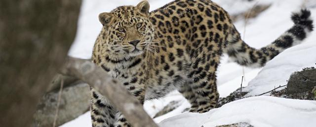 В Приморье откроют центр по сохранению дальневосточного леопарда