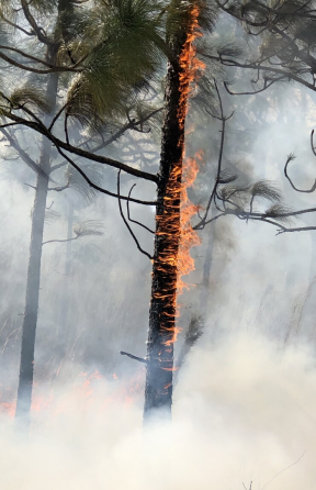 Эксперты рассказали, когда в Тюменской области начнется сезон лесных пожаров