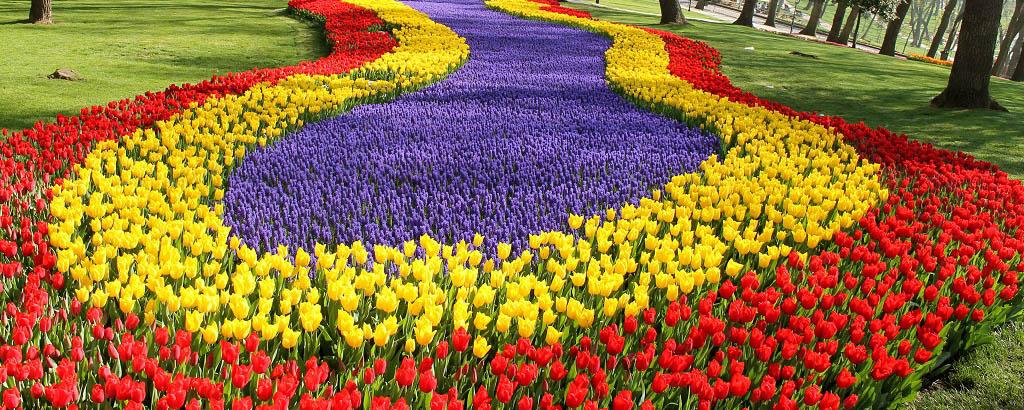 В 2020 году в Новосибирске пройдет первый фестиваль тюльпанов