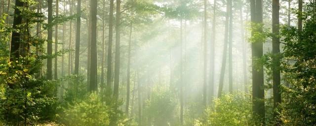Арендаторы брянского леса почти в 2,5 раза увеличили налоговые выплаты