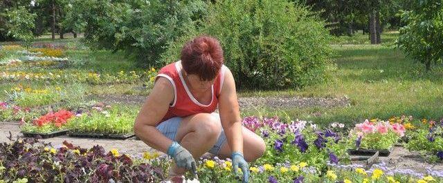 В Новосибирске летом планируют высадить 2 млн цветов