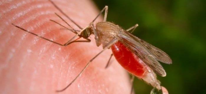Россиянка умерла от малярии после отдыха на Гоа
